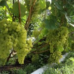 Современное виноградарство